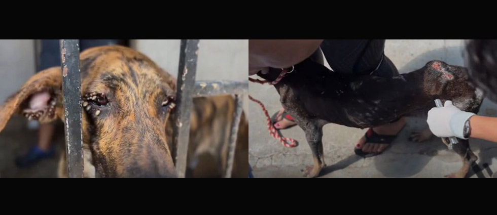 Rescatan a perritos cuya dueña los tenía en deplorables condiciones en Ilopango