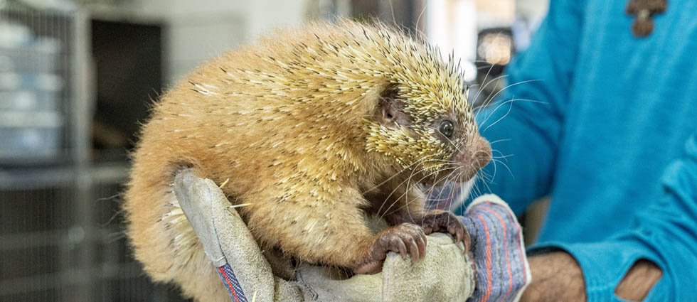 MARN trabaja en la recuperación de un puercoespín que llegó herido