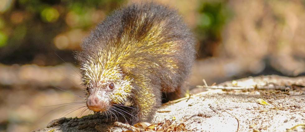 Liberan a varias especies en una zona protegida