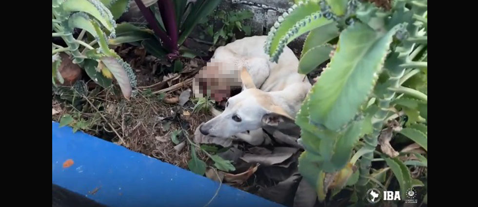 Rescatan a perrita que tenía los genitales destruidos por un tumor