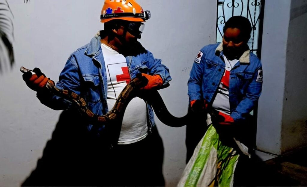 Encuentran enorme masacuata dentro de una vivienda en Quezaltepeque