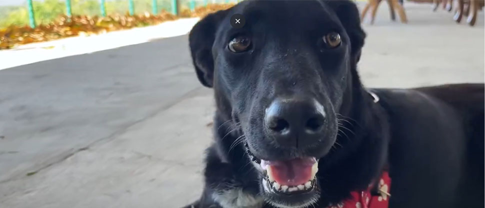 FINAL FELIZ: La perrita Dobby disfruta su nueva vida gracias al IBA
