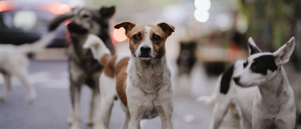 Desarrollarán jornadas de esterilización y castración en El Guaje