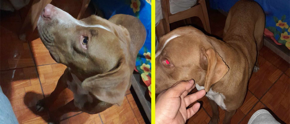 Buscan a dueño de perrita encontrada deambulando en Santa Ana