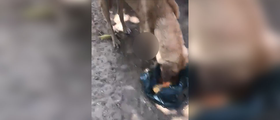 Auxilian a perrito mestizo que deambula con clavos incrustados en una patita
