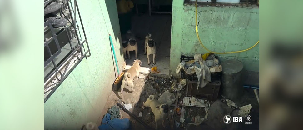 Rescatan a 20 perritos pug y 5 gatos que permanecían en condiciones insalubres