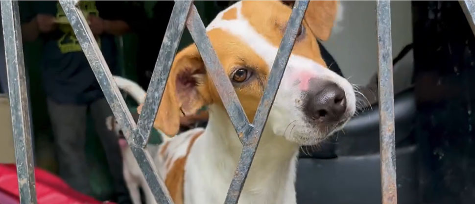 Aclaran caso de supuesto abuso de dos perritas en Soyapango