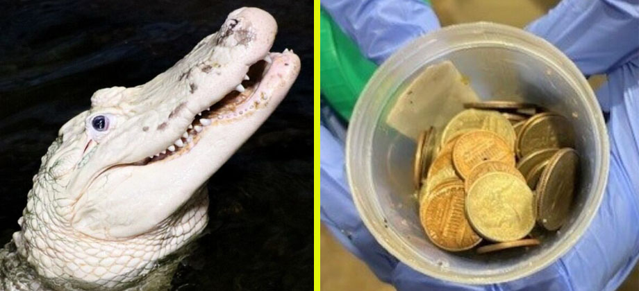 Extraen 70 monedas del estómago de un caimán en Estados Unidos