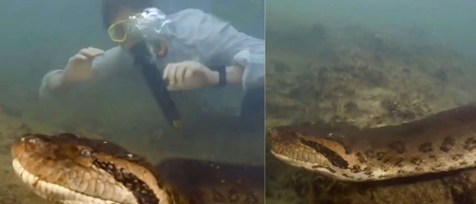 Descubren nueva especie de anaconda gigante en el Amazonas
