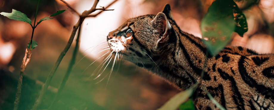 MARN implementa acciones para la protección de la población de felinos en El Salvador