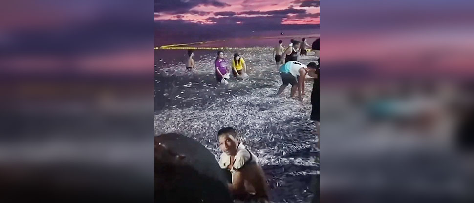 Millones de sardinas aparecen misteriosamente en costas de Filipinas
