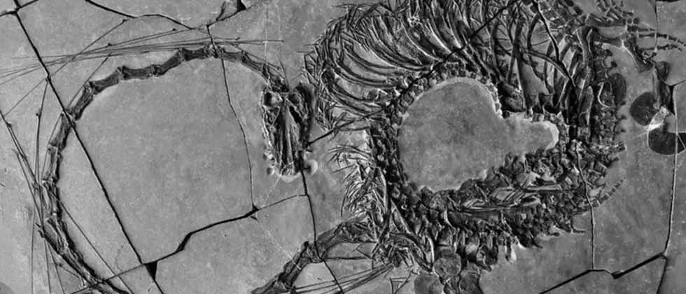 Descubren fósil de dinosaurio “dragón” de 240 millones de años de antigüedad