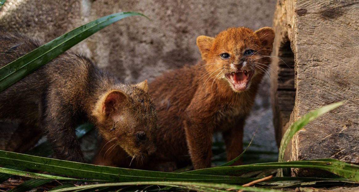 Crías de gato zonto que fueron rescatadas de un incendio se recuperan en clínica veterinaria del MARN