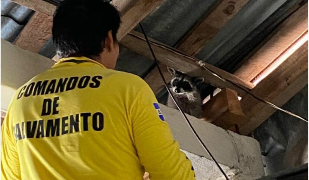 Socorristas rescatan a un mapache que se había metido en el techo de vivienda