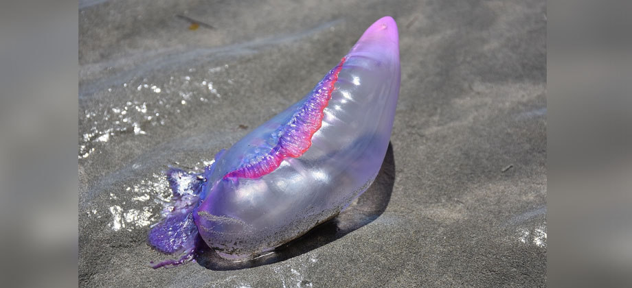 Emiten alerta por avistamiento de peligrosas medusas en costas de Colombia