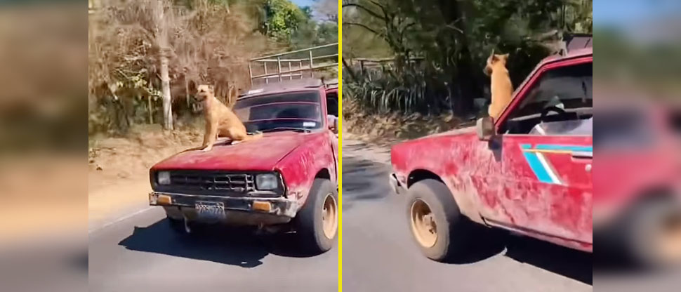 Se viraliza video de la forma curiosa en que “Firulais” viaja en el vehículo de su amo