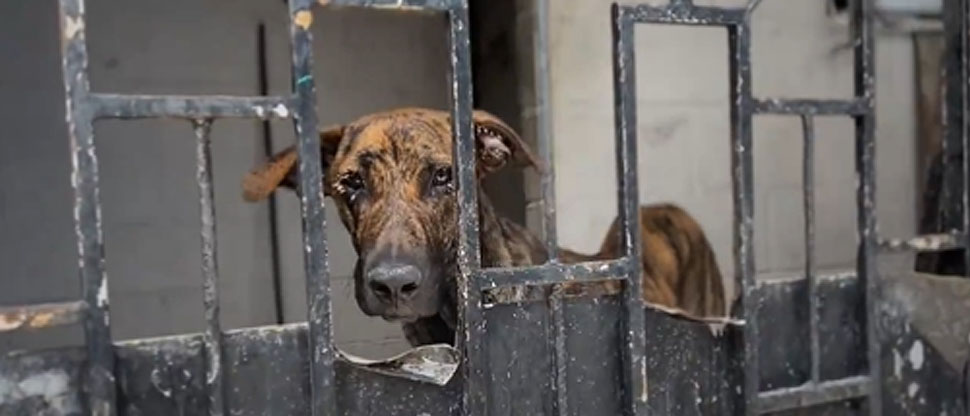 Rescatan perros que vivían en condiciones de insalubridad en una vivienda de Ilopango