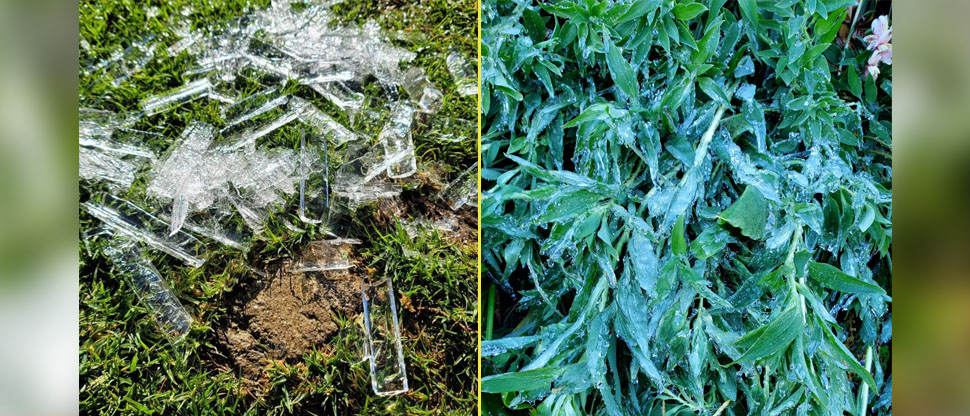 Viralizan imágenes de cultivos congelados por bajas temperaturas en El Pital, Chalatenango