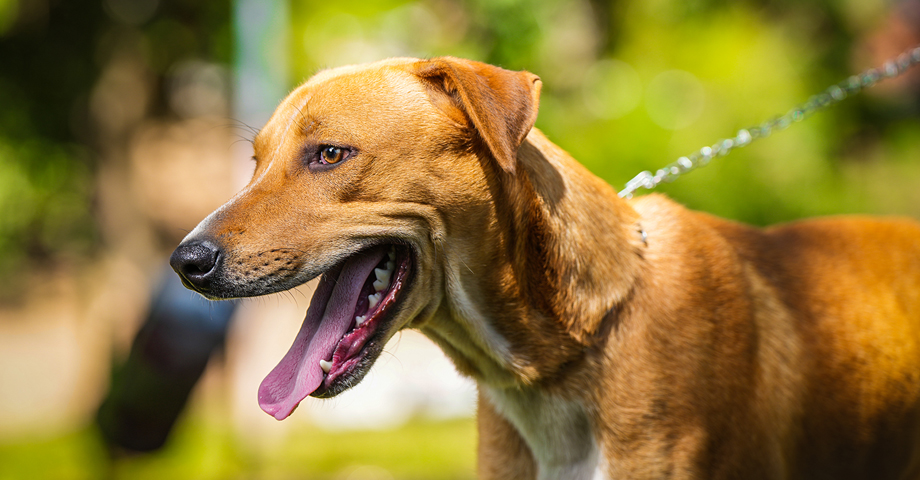 Habilitan refugio para animales en situación de abandono en Santa Ana