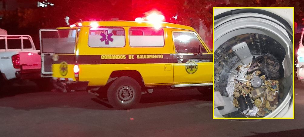 Tacuazín interrumpe el descanso de una familia en Apopa