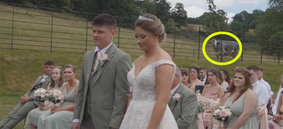 “Hable ahora o calle para siempre”: vaca interrumpe boda con su mugido