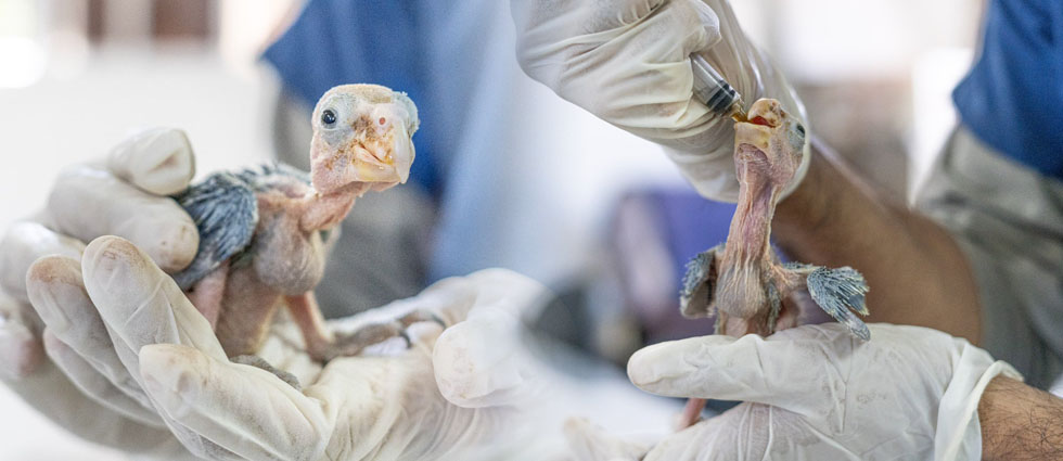 MARN atiende a especie que fue rescatada del tráfico ilegal