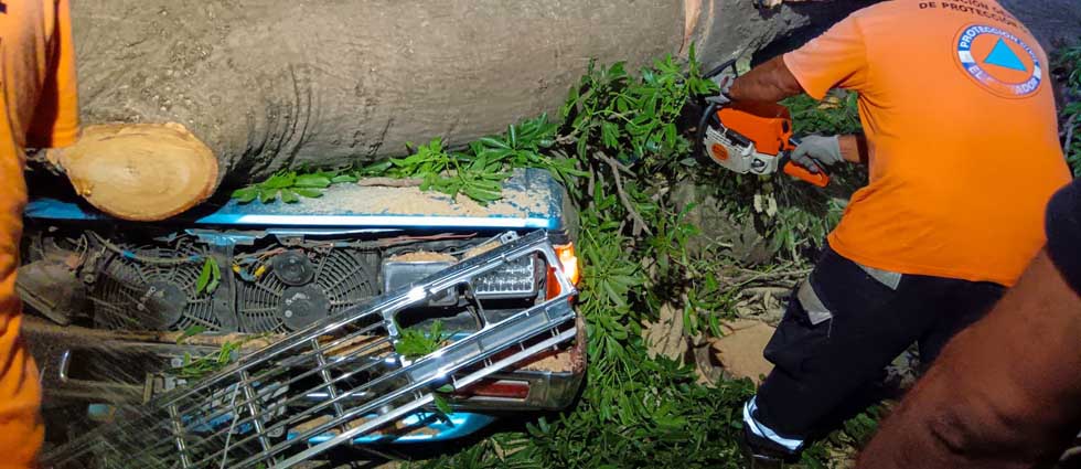 Joven muere luego que un árbol cayó sobre su vehículo cuando iba en plena marcha