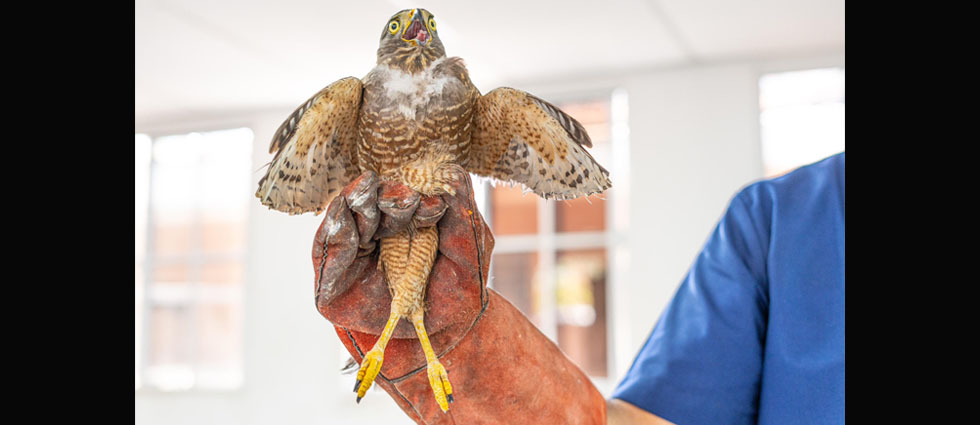 Atienden a gavilán que tenía las plumas recortadas y las garras limadas