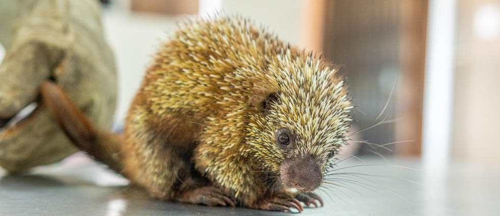 Rescatan a cría de puercoespín que estaba vulnerable en una zona residencial