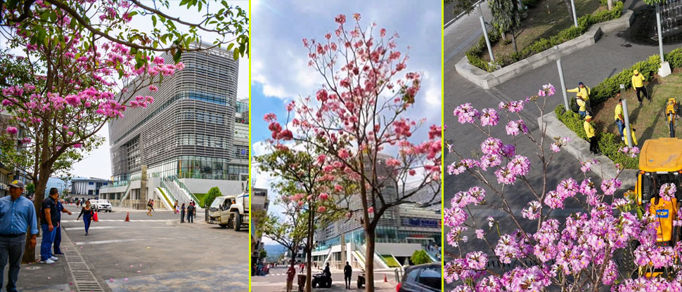Árboles de Maquilishuat embellecen plazas y parques de San Salvador