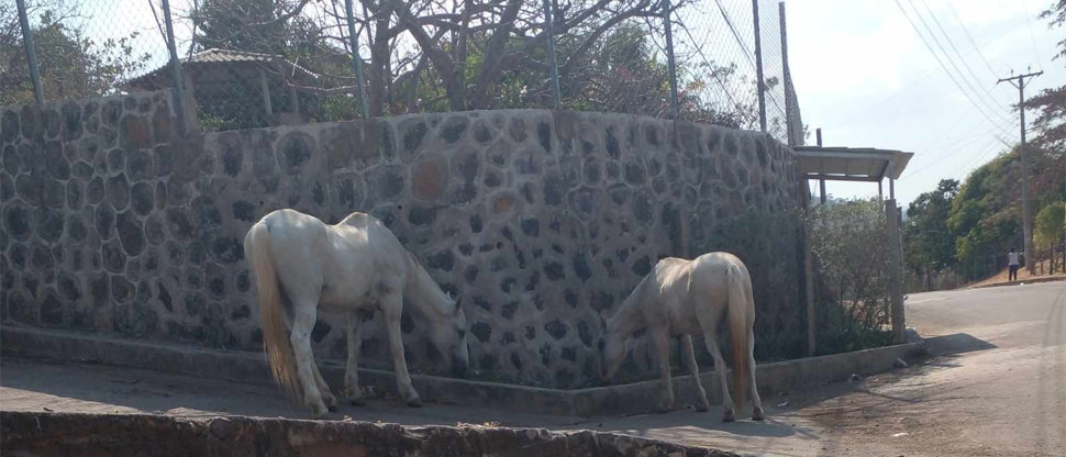 Denuncian a dueño de caballos por dejarlos deambular sin supervisión