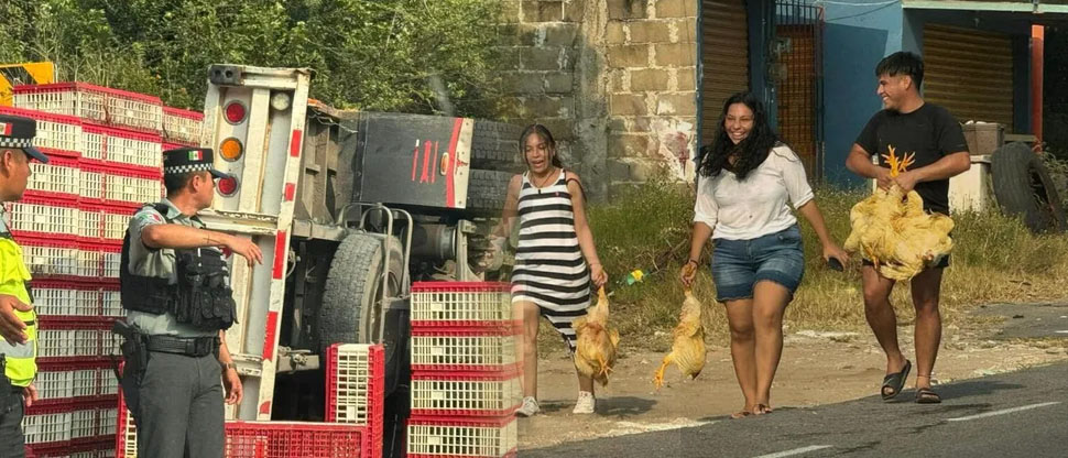 Camión con pollos vivos vuelca y habitantes aprovechan para llevárselos