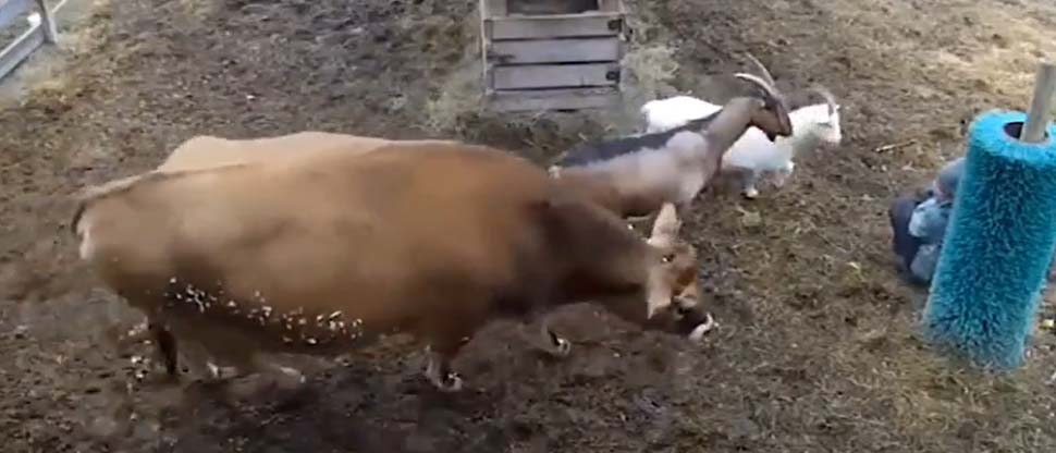 Mujer trabajadora de granja toma un descanso y animales que cuida se preocupan por verla sentada