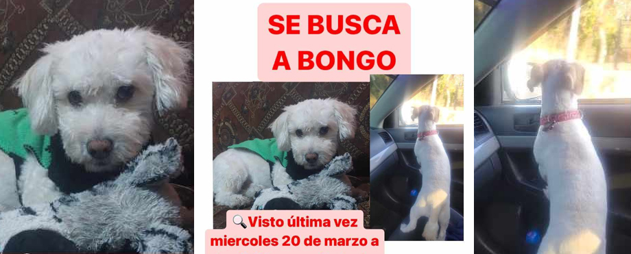 Piden ayuda para localizar a Bongo, se perdió en la Zacamil