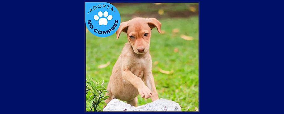 Lanzan nueva campaña de adopción de mascotas en San Salvador