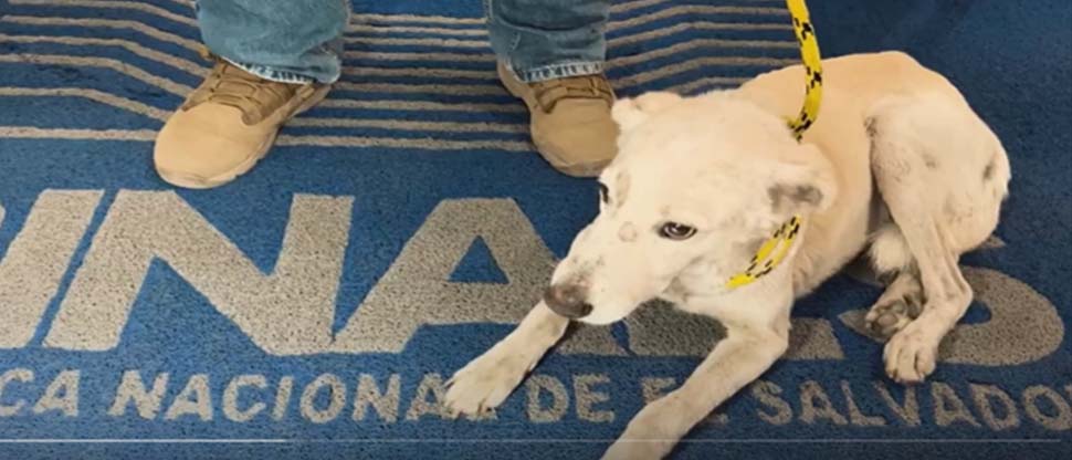 Equipos de la IBA llegan por «chelito» el perrito que necesitaba ayuda y descansaba en la BINAES