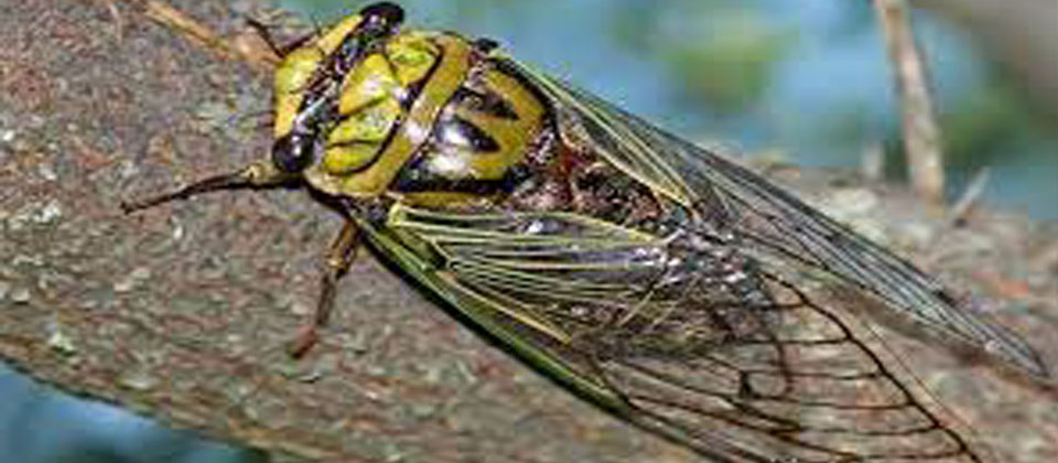 ¿Por qué no han salido las chicharras? si faltan pocos días para semana santa