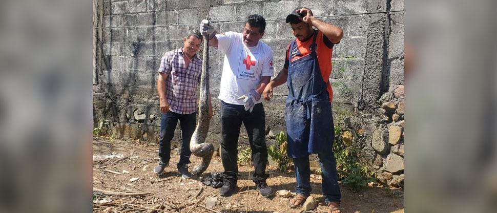 Mazacuata de gran tamaño sorprende a habitantes de una vivienda en La Unión