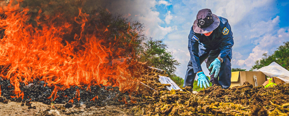 Destruyen más de $50 mil dólares en droga decomisada a estructuras en todo el país