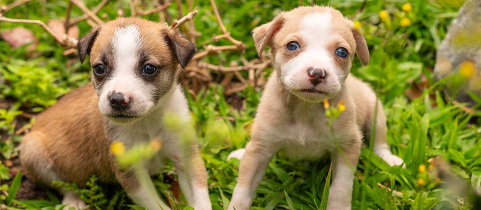 Alcaldía de Salvador anuncia jornada de adopción de cachorros en el Centro Histórico
