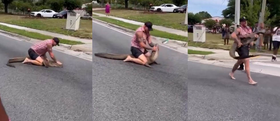 De locos: ¡hombre captura a un cocodrilo con sus propias manos en Florida!