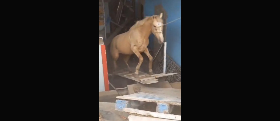 Auxilian a caballo que subió al techo de una vivienda y cayó