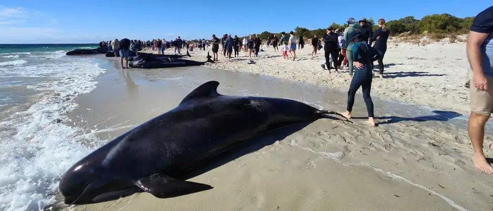 Más de 100 ballenas se quedan varadas en costa australiana, 31 no sobrevivieron