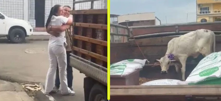 Galán cumple el sueño de su amada al regalarle una vaca