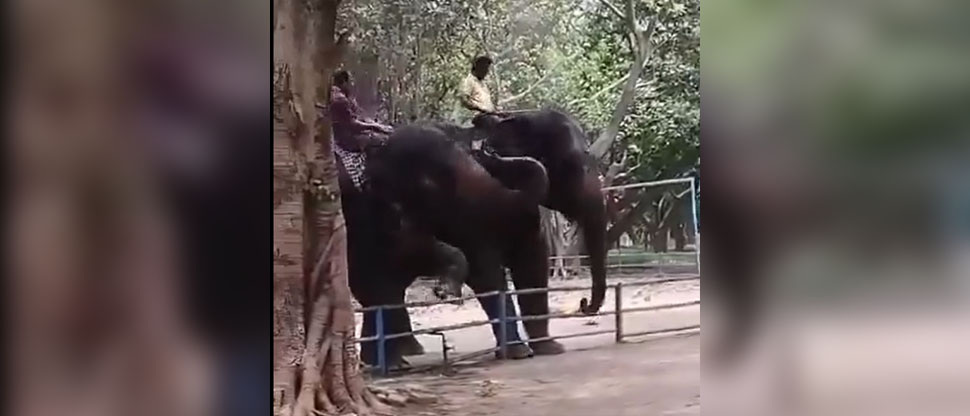 Elefante aplasta a adolescente hasta quitarle la vida en zoológico de Bangladesh