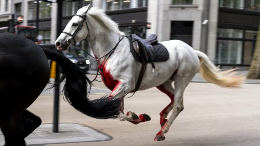 Caos en Londres: Caballos corren por las calles tras escapar de ejercicios militares