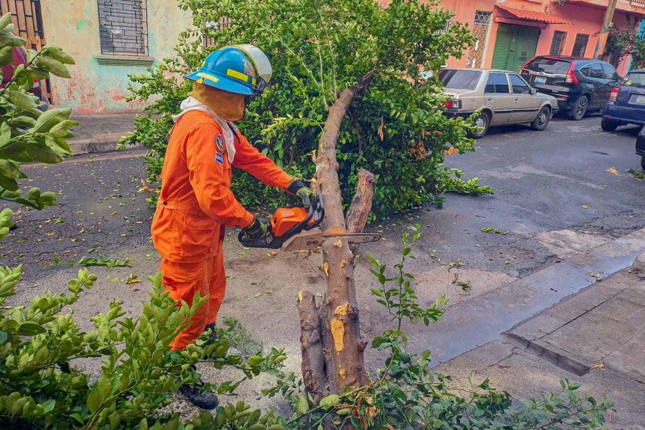 Bomberos realiza trabajos de remoción de árbol caído sobre vehículo