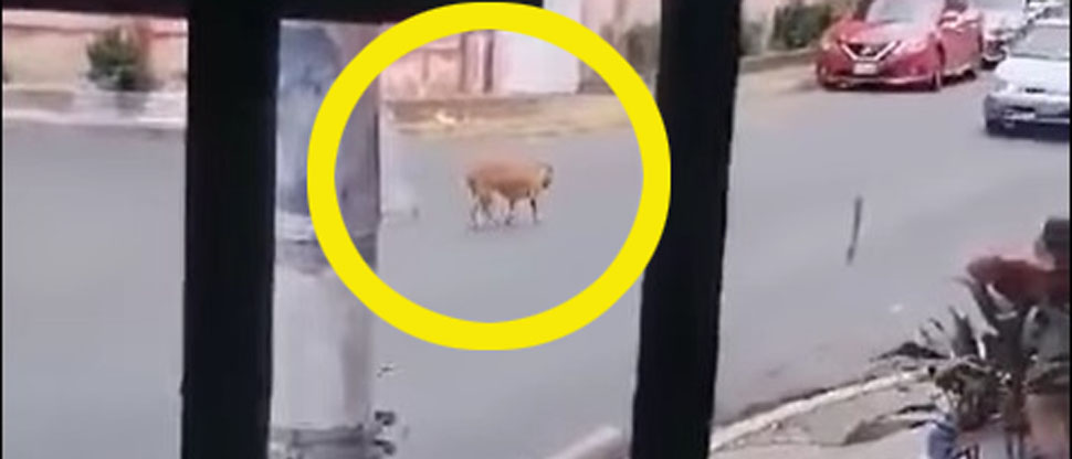 Buscan a dueños de perrita pitbull vista deambulando en Zacatecoluca