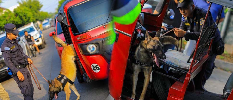 Agentes caninos participaran en operativo policial en Santa Ana