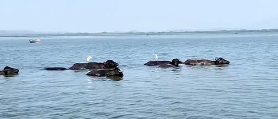 Captan búfalos nadando en la laguna de Olomega, San Miguel